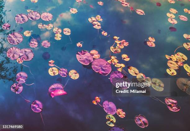 artistic close-up of multiple lily pads on a lake - water lily stockfoto's en -beelden