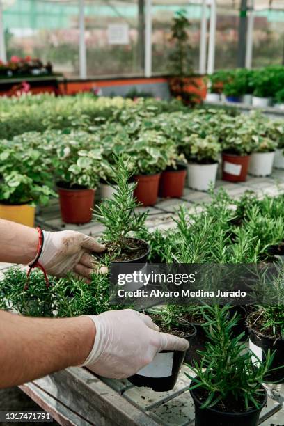 hands of an unrecognizable nursery worker placing pots of plants for sale. - centro-per-il-giardinaggio foto e immagini stock