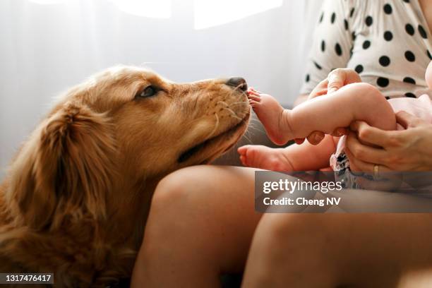 close up of dog golden retriever licking baby feet - baby mammal stock pictures, royalty-free photos & images