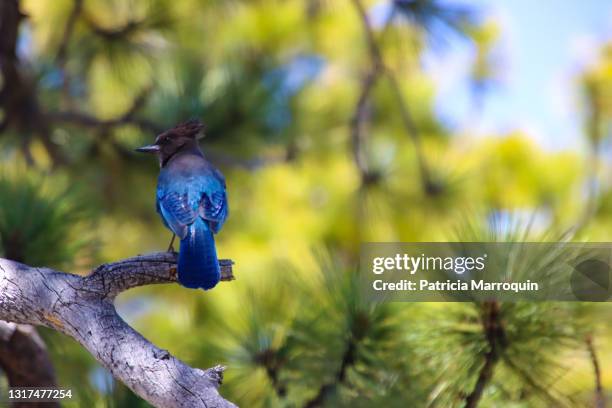 steller’s jay at yosemite - california blue jay bird stock pictures, royalty-free photos & images