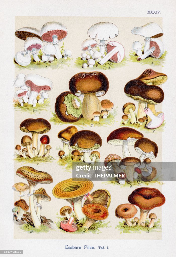 Essbare Pilze Chromolithographie 1899