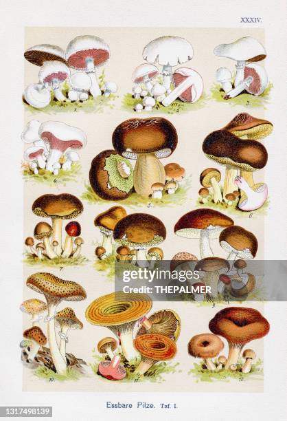 edible mushrooms chromolithography 1899 - amanita phalloides stock illustrations
