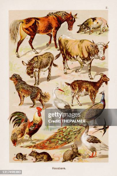 domestic animals chromolithography 1899 - engraved images farm stock illustrations