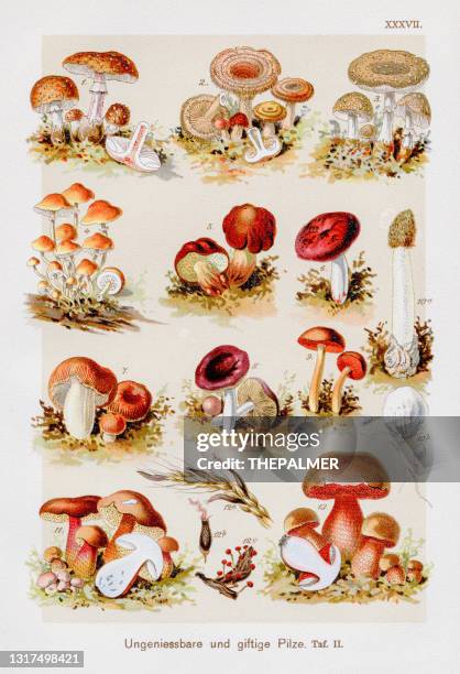 inedible & poisonous mushrooms chromolithography 1899 - amanita pantherina stock illustrations