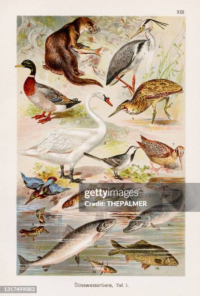 ilustraciones, imágenes clip art, dibujos animados e iconos de stock de cromoolithografía de animales de agua dulce 1899 - cisne blanco común