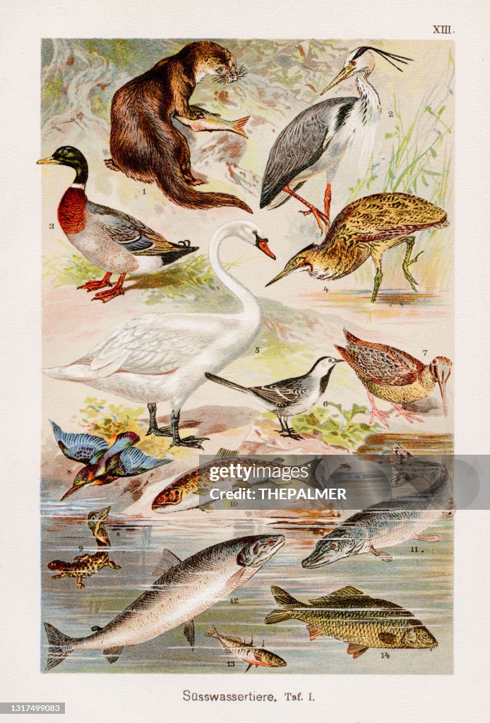 Fresh water animals Chromolithography 1899