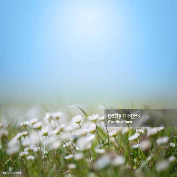 daisy wildflowers soft focus abstract background spring style with copy space, no people - macro flower stock pictures, royalty-free photos & images