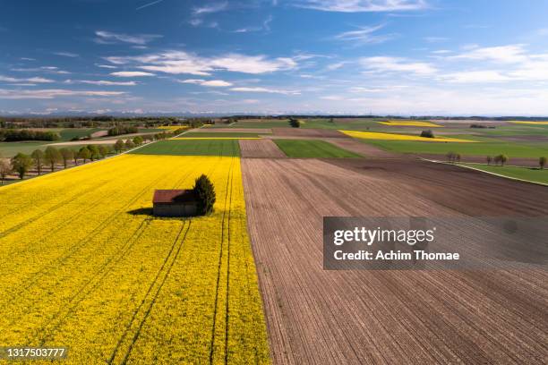 aerial view of a canola field, bavaria, germany, europe - flower stall stock-fotos und bilder