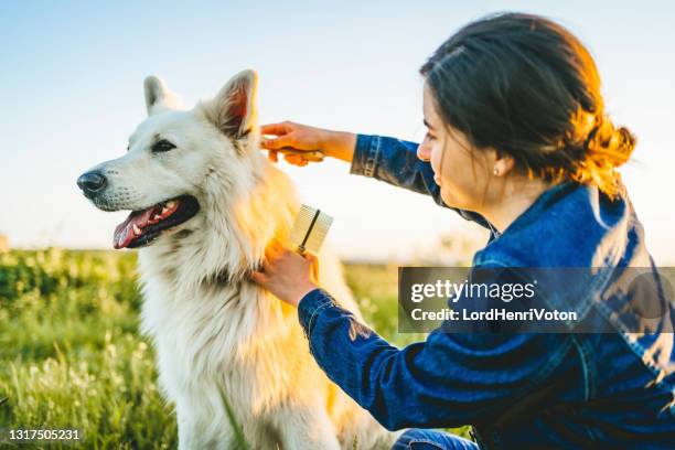 mujer peinando a su perro en el parque - peinar fotografías e imágenes de stock