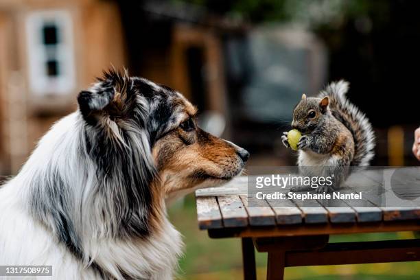 dod and squirrel - squirrel imagens e fotografias de stock
