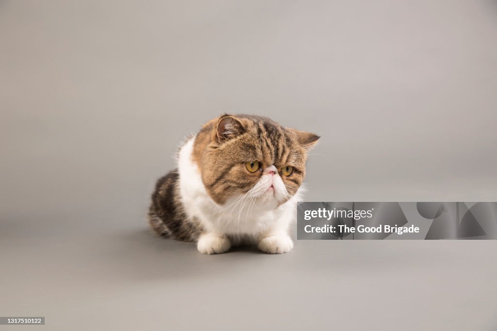 Exotic shorthair cat looking away while lying on gray background