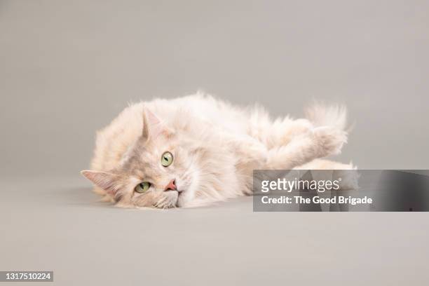 portrait of maine coon cat lying on gray background - langharige kat stockfoto's en -beelden