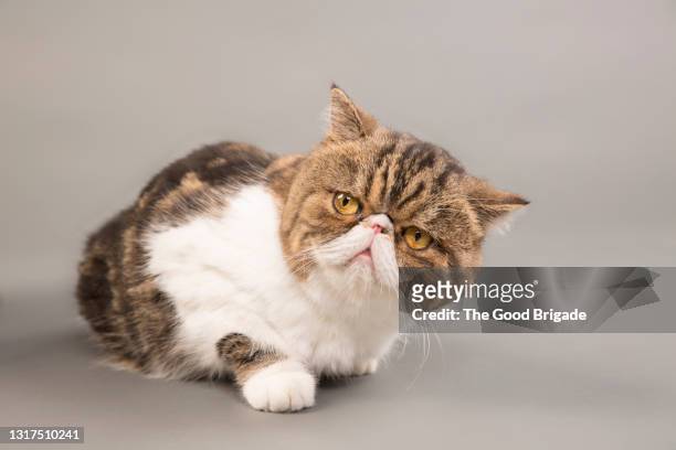 close-up of exotic shorthair cat looking away while lying on gray background - shorthair cat foto e immagini stock