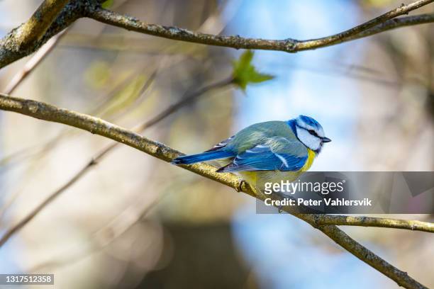 blue tit - songbird stock pictures, royalty-free photos & images