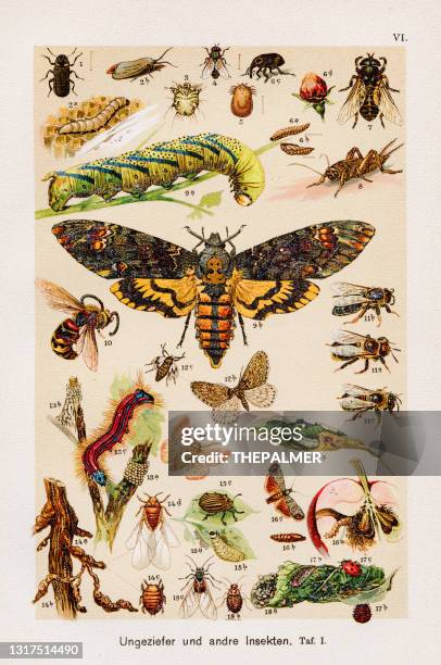 pest and other insects chromolithography 1899 - bees and butterflies stock illustrations