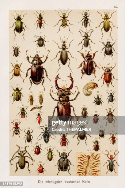 insects beetles entomology chromolithography 1899 - lithograph stock illustrations