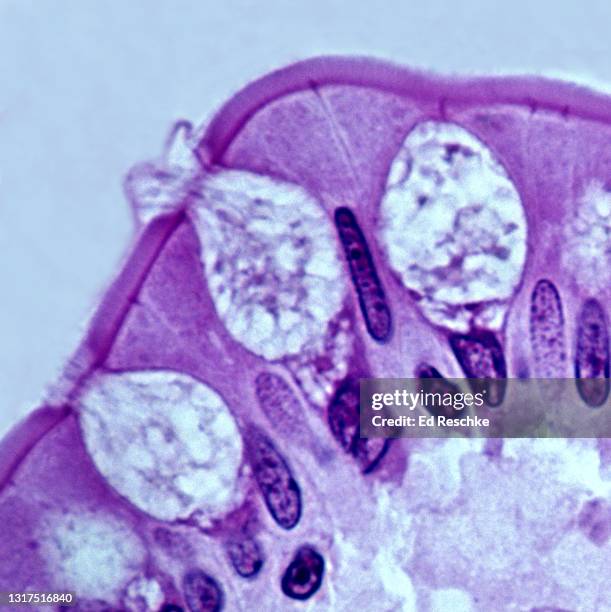 goblet cells--mucus secreting cells, smple columnar epithelium, small intestine, human, 350x - simple columnar epithelial cell ストックフォトと画像