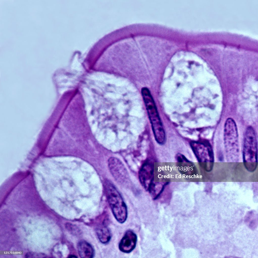 GOBLET CELLS--MUCUS SECRETING CELLS, SMPLE COLUMNAR EPITHELIUM, Small Intestine, Human, 350X