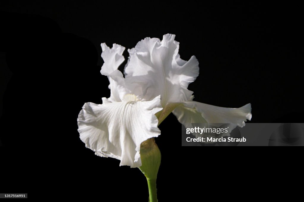 Vibrant White Bearded Iris Flower on Black Background