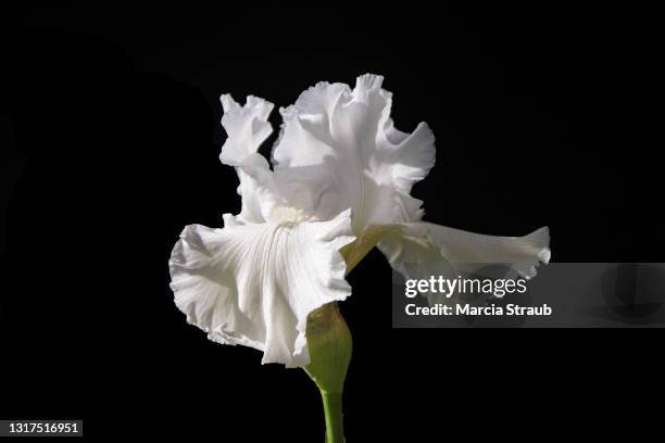 vibrant white bearded iris flower on black background - white flowers stock pictures, royalty-free photos & images