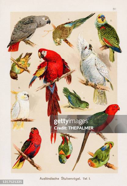 stockillustraties, clipart, cartoons en iconen met papegaaien en ara's chromolithografie 1899 - zoology