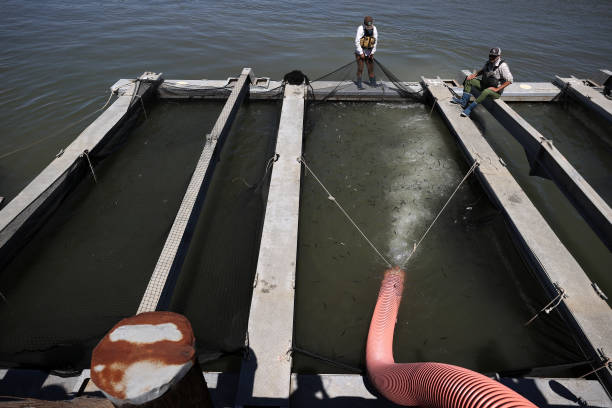 CA: Hatchery Assists Salmon Release Into Waterways Due To Drought