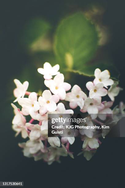 flowers up close, viburnum - viburnum stock-fotos und bilder