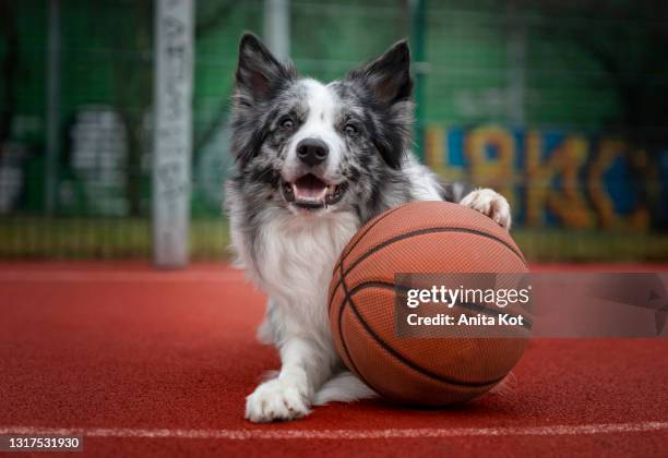 dog with a basketball - animal tricks ストックフォトと画像