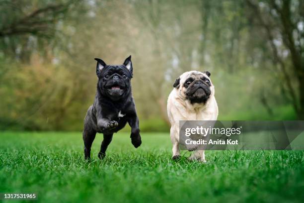 two pugs are running on the grass - pug fotografías e imágenes de stock