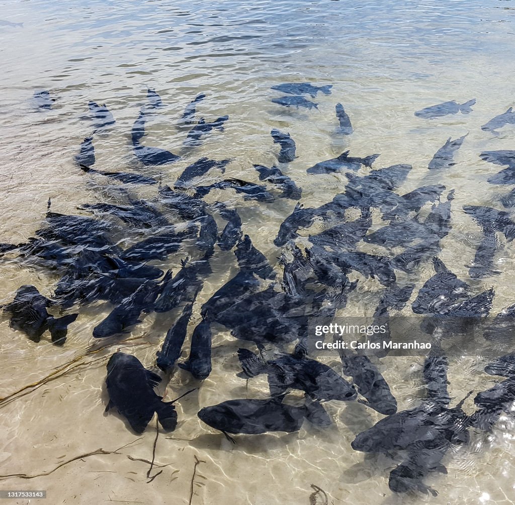 Cardume de peixes