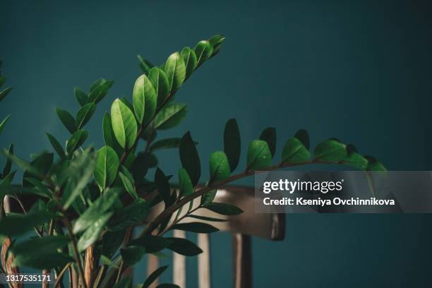 green flower houseplant zamiokulkas or dollar tree growing in a knitted pot on a wooden table isolated on white texture. leaves, botanical. - money tree stock pictures, royalty-free photos & images