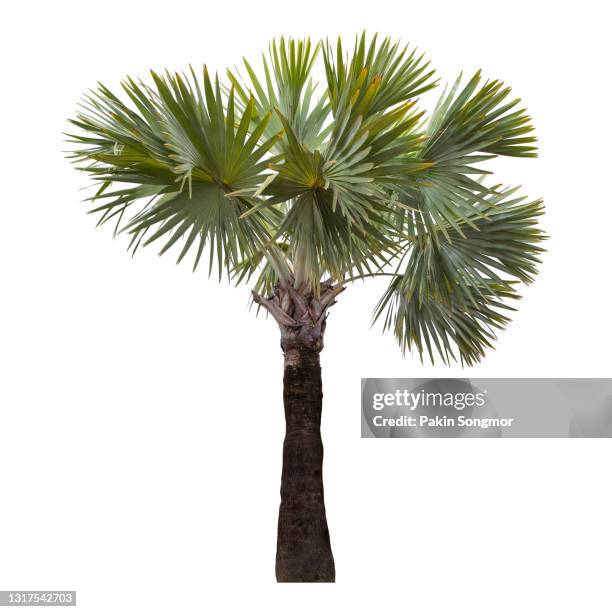 palm tree isolated on white background. - tropical tree stock pictures, royalty-free photos & images