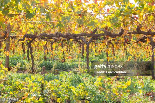 grapevines - australia winery stock pictures, royalty-free photos & images