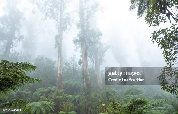 badger weir forest - melbourn science park stock pictures, royalty-free photos & images