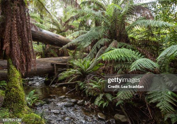 badger weir forest - melbourn science park stock pictures, royalty-free photos & images