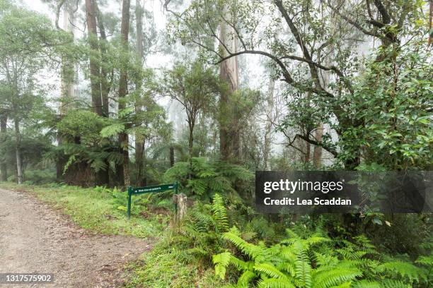 badger weir forest - melbourn science park stock pictures, royalty-free photos & images