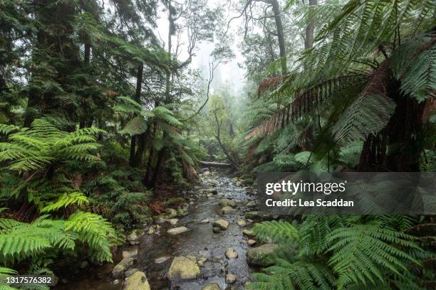 badger weir forest - creek stock pictures, royalty-free photos & images