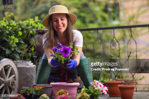 young female gardener holding purple petunia flower plant before planting it in flower pot on her home balcony terrace - sugar daddy stock pictures, royalty-free photos & images