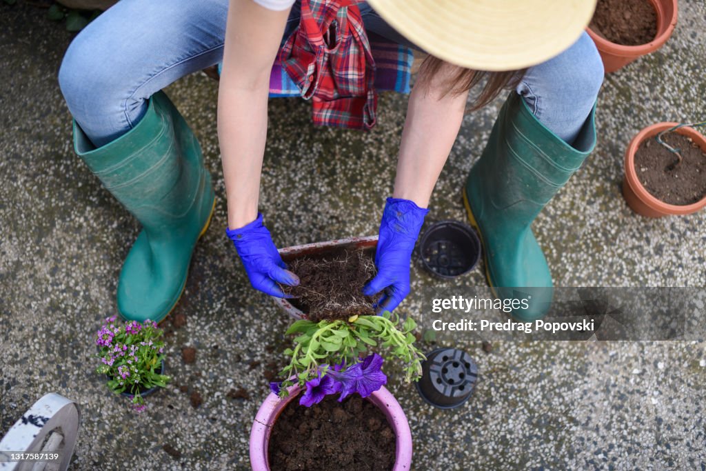 Top view of young female gardener planting purple petunia flowers