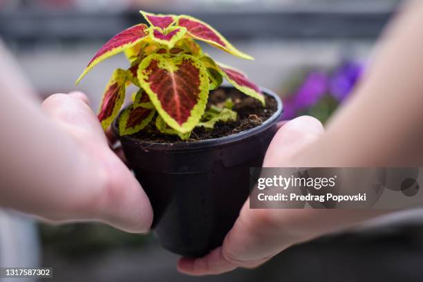first person view of woman gardener holding coleus flower - coleus stock pictures, royalty-free photos & images