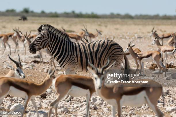 Springbok Herd Photos and Premium High Res Pictures - Getty Images