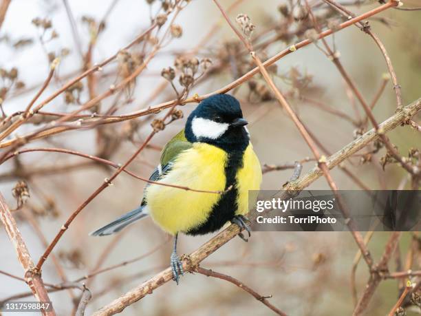 close-up great tit perching on the twig - chapim real imagens e fotografias de stock