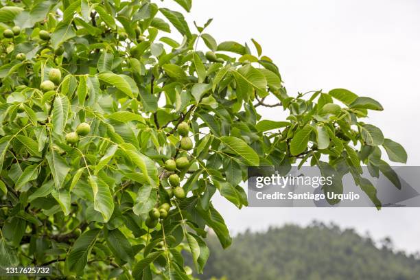 walnuts on a walnut tree - walnuts stockfoto's en -beelden