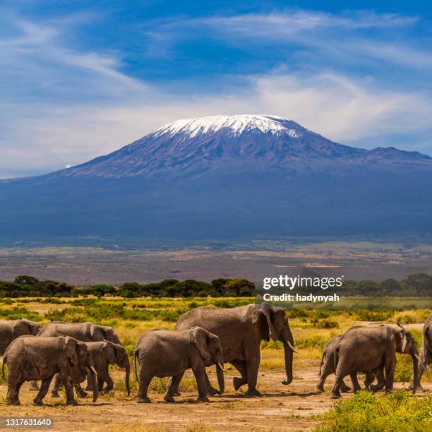 afrikaanse olifanten die in de savanne lopen, zet kilimanjaro op de achtergrond op - kilimanjaro stockfoto's en -beelden