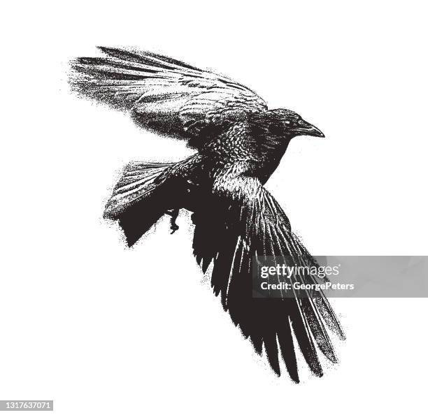 crow flying - ravens stock illustrations