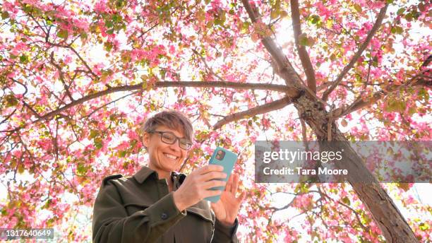 woman looking at smart phone under cherry blossom tree - cerejeira árvore frutífera - fotografias e filmes do acervo