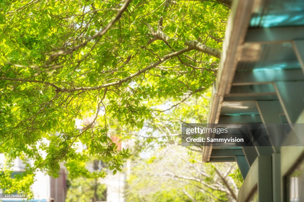 Bus stop under tree leaves
