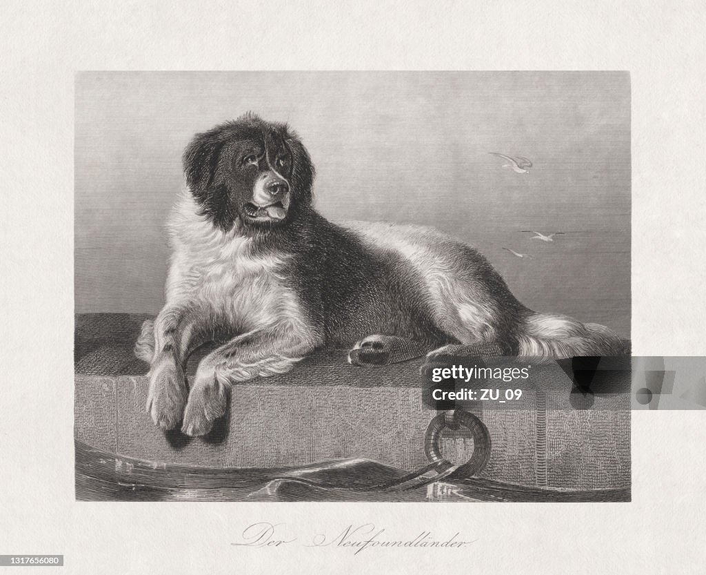 Newfoundland dog, steel engraving, published in 1868