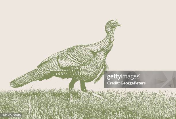 wild turkey - wild turkey stock illustrations