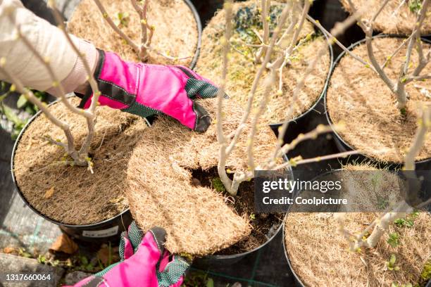 gardening - bedecken stock-fotos und bilder